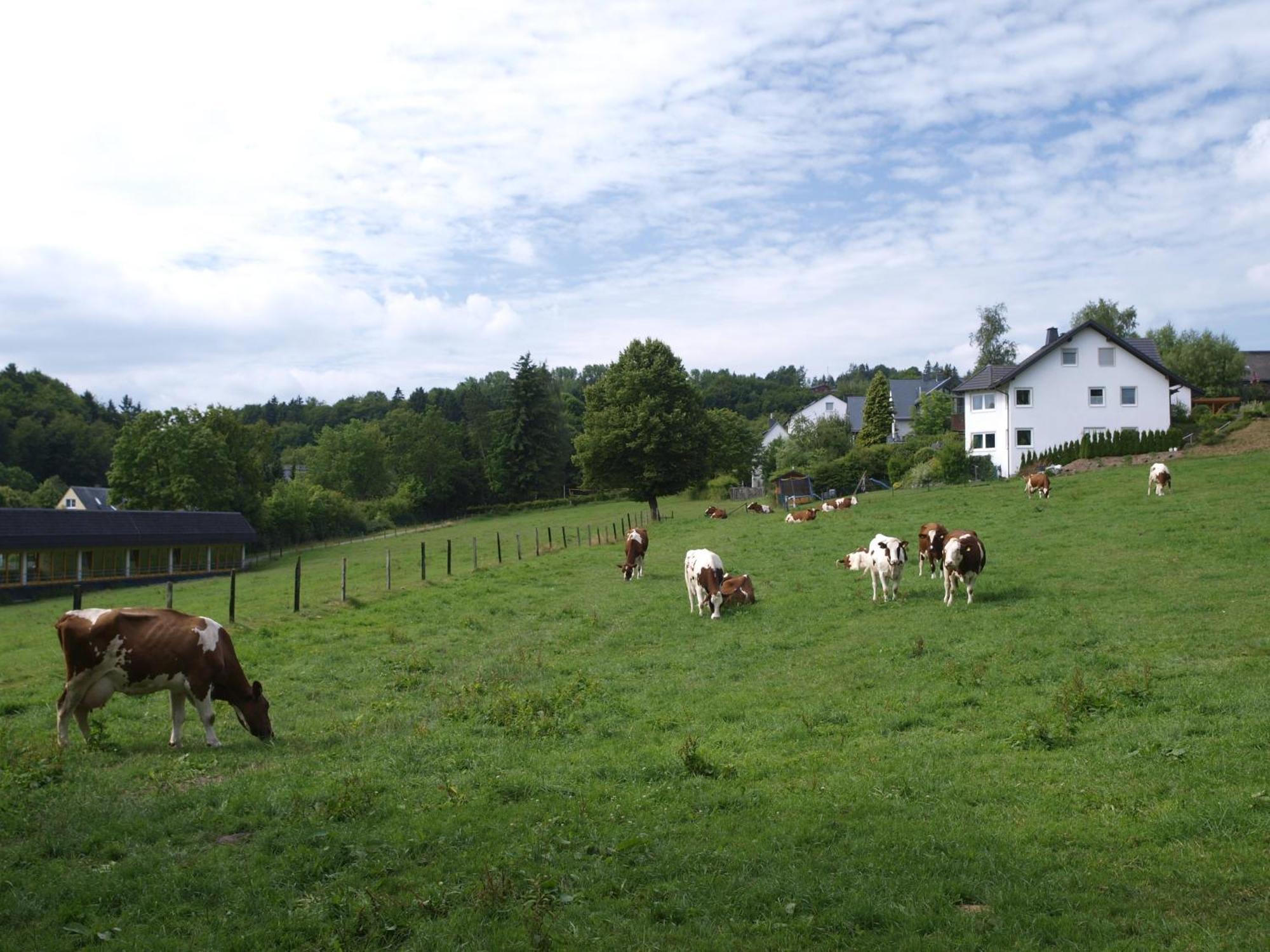 Landhotel Henkenhof Willingen Willingen  Zewnętrze zdjęcie